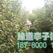 2020青棗價(jià)格行情 批發(fā)多少錢 青棗圖片 水果批發(fā)網(wǎng)