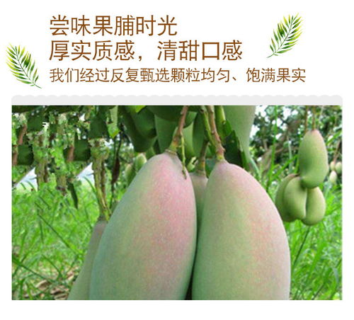 標(biāo)點(diǎn)符號(hào)108g 250g芒果干零食大批發(fā)休閑食品果脯水果干