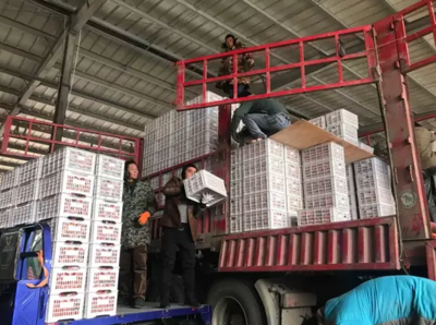 年貨季鄭州蘋果批發(fā)商:入行20年 行情最差的一年