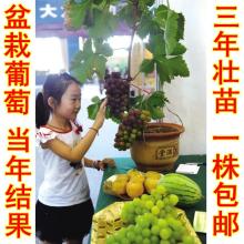 2018紅提葡萄價格行情 批發(fā)多少錢 紅提葡萄圖片 第15頁 水果批發(fā)網