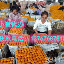 2020蜜桔價格行情 批發(fā)多少錢 蜜桔圖片 水果批發(fā)網