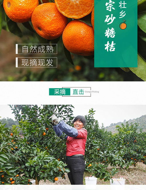 b廣西沙糖桔超甜正宗砂糖橘廣西特產(chǎn)孕婦水果新鮮應(yīng)季水果批發(fā)