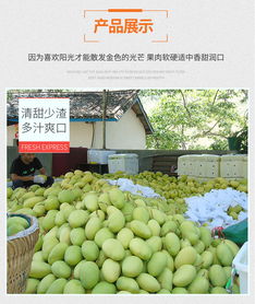 廣西凱特大芒果水果新鮮批發(fā)包郵當(dāng)季整箱10斤大果攀枝花特產(chǎn)現(xiàn)摘
