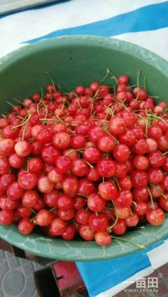 櫻桃陜西咸陽三原縣_批發(fā)_供應-一畝田農(nóng)業(yè)網(wǎng)_專業(yè)的農(nóng)產(chǎn)品信息商務平臺