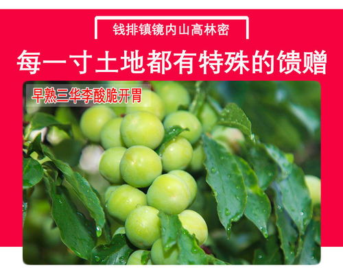 廣東茂名三月李子水果批發(fā)孕婦應(yīng)季脆甜三華李酸脆青李珍珠李現(xiàn)發(fā)
