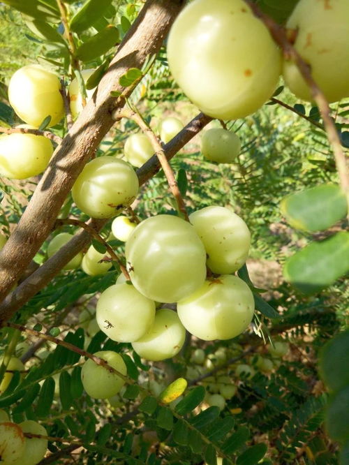 大果甜種潮汕特產(chǎn)崩坎種大粒甜油甘果余甘子牛甘孕婦水果新鮮批發(fā)